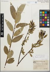 Foto von Salix fragilis L. x Salix pentandra L.